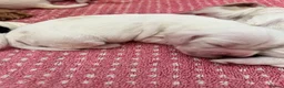 Cocker Spaniel dogs for sale: Gorgeous Show Type Cocker Spaniel Puppies KC Reg - Advert 6