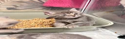 Ragdoll cats for sale: 2 British short hair x Ragdoll kittens - Advert 4