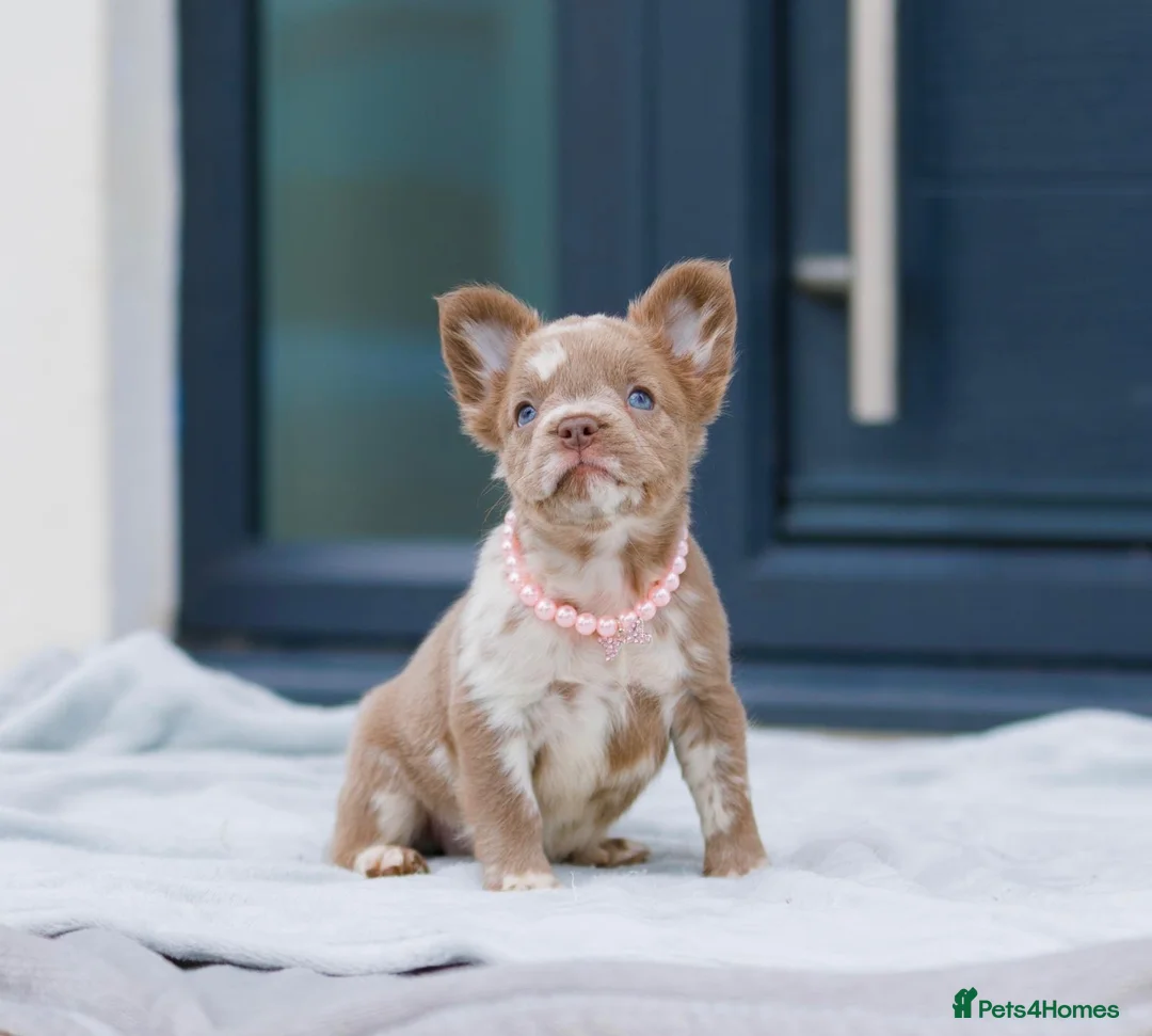 French Bulldog dogs for sale: 💎Quality Fluffy Frenchie💎 - Advert 1