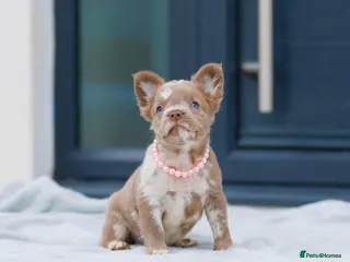 French Bulldog dogs 💎Quality Fluffy Frenchie💎 - Advert 4