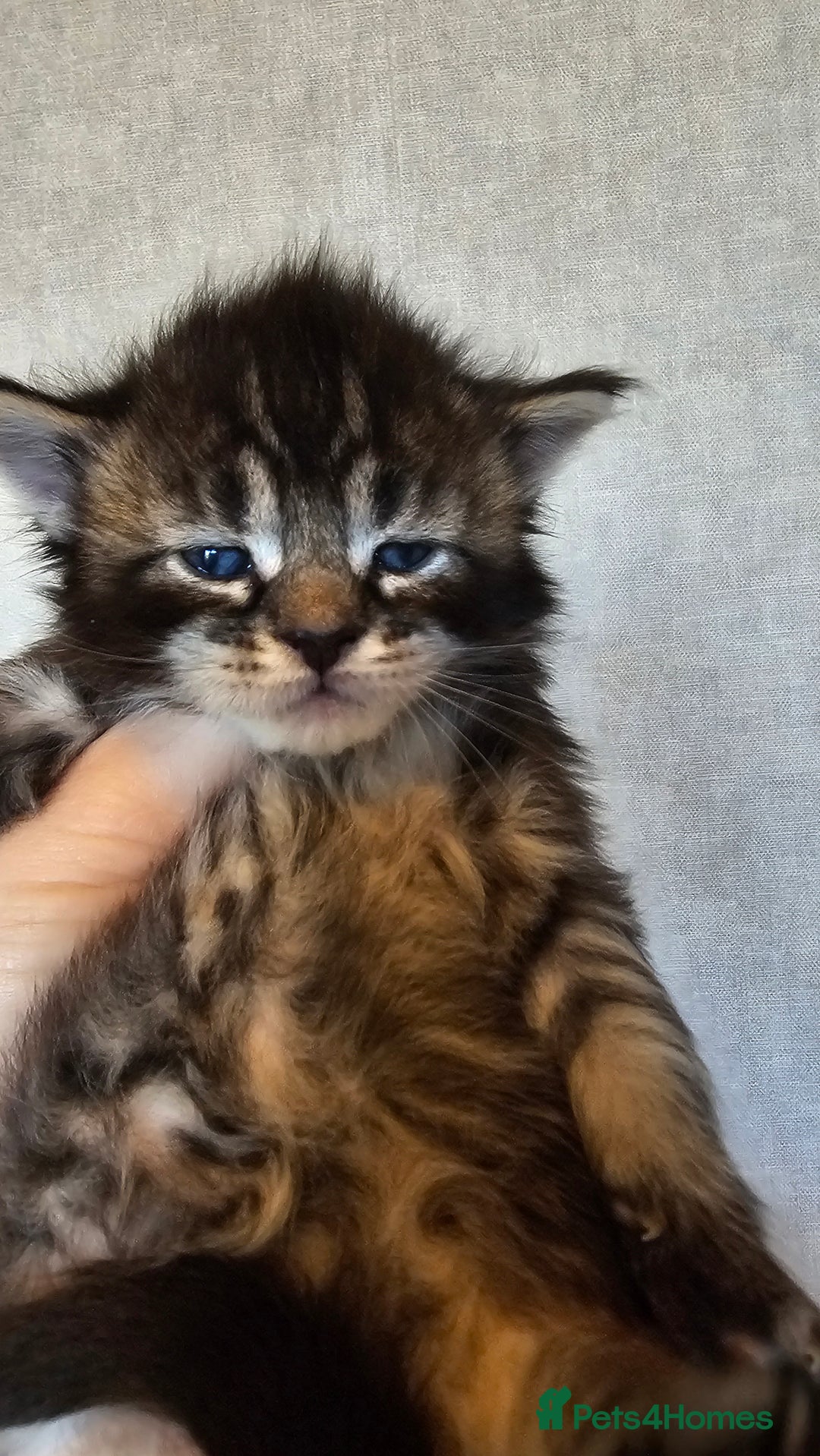 Maine Coon cats for sale: Registered maine coon babies - Advert 6