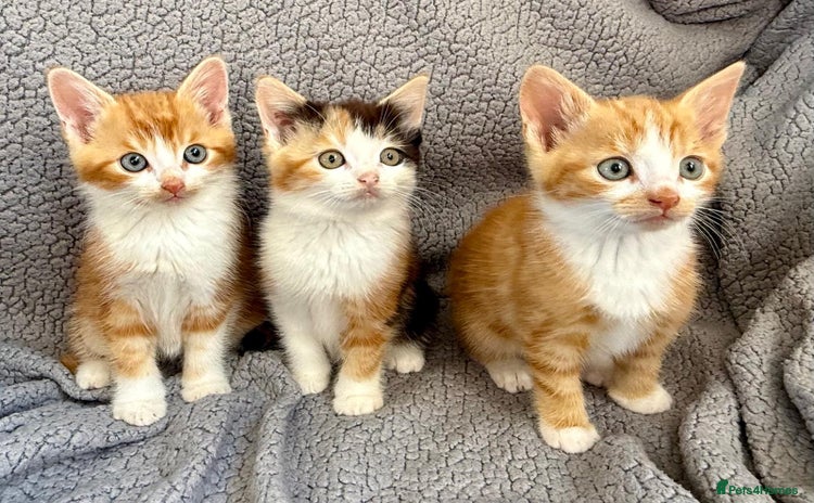 Mixed Breed cats - Advert 4