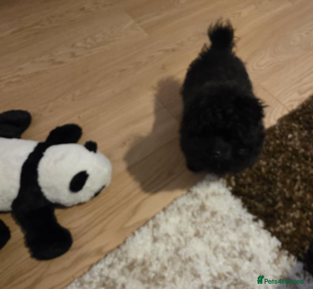 Pomapoo dogs for sale: Pomapoo - Advert 2