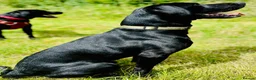 Labrador Retriever dogs for sale: Labrador puppies - Advert 7