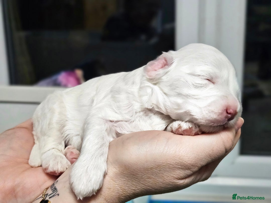 Australian Labradoodle dogs for sale: Australian Labradoodle Hybrid Puppies - Advert 14