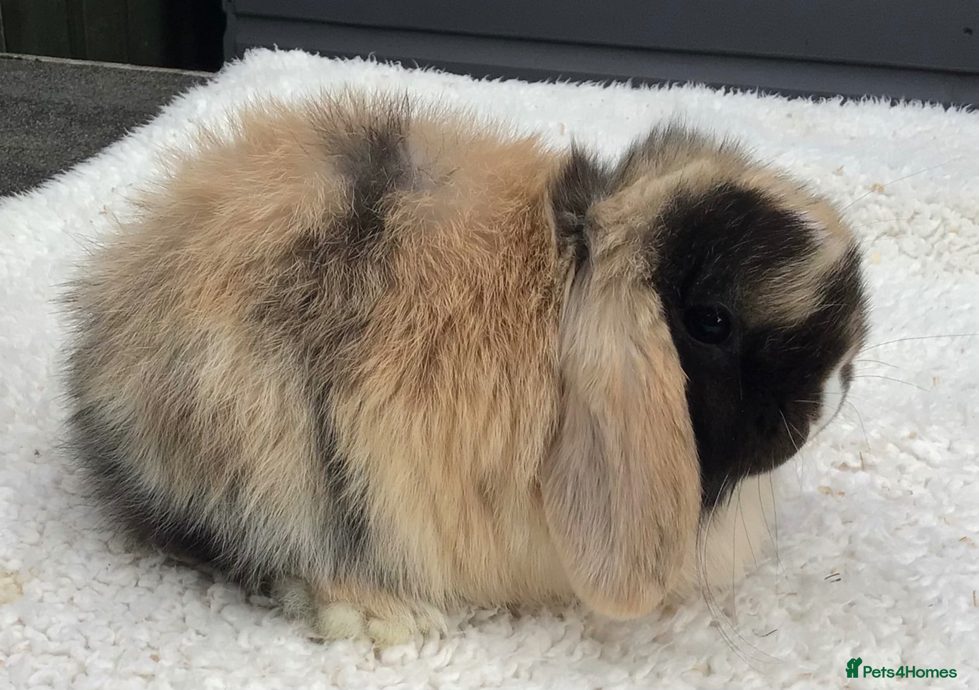 Mini Lop rabbits Mini lop doe - Advert 2