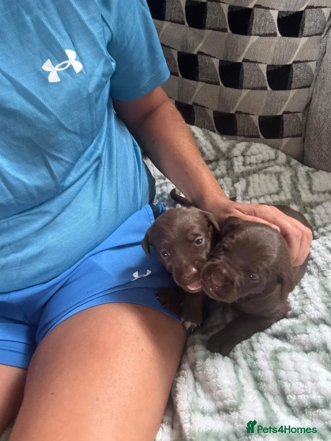Mixed Breed dogs for sale: Mum his staffy cross boxer and dad his f1 cockapoo - Advert 2