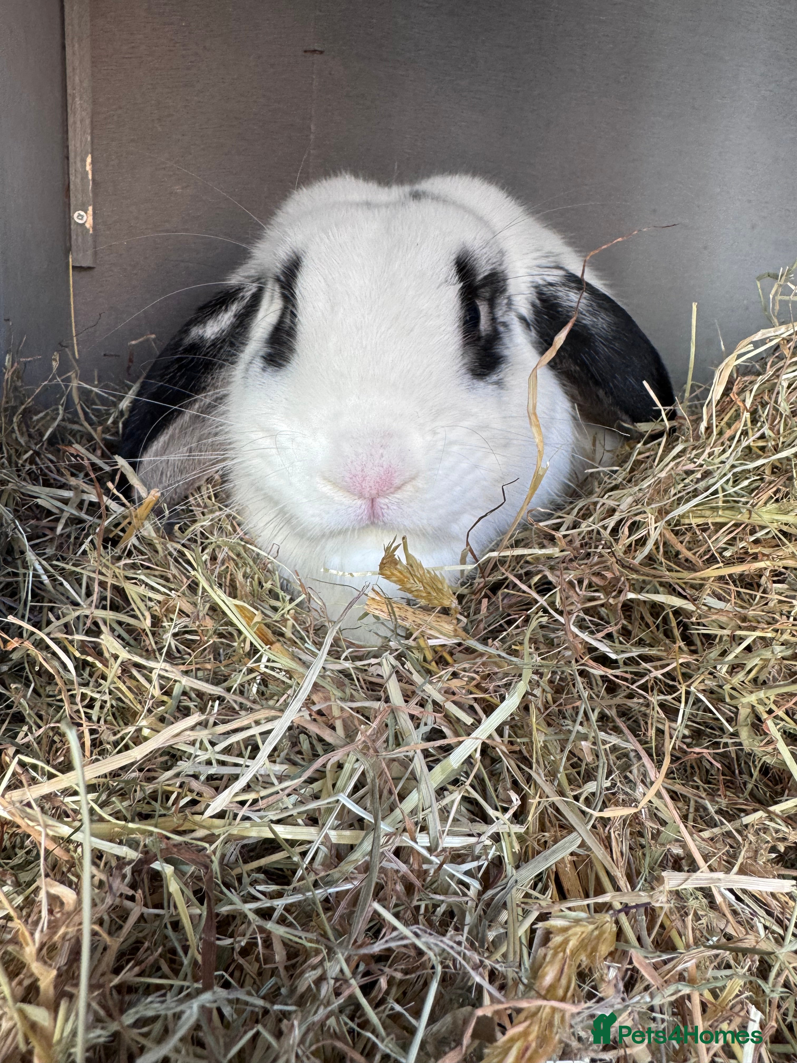 English Lop rabbits Ringo the English lop - Advert 23