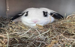 English Lop rabbits for sale: Ringo the English lop - Image 1