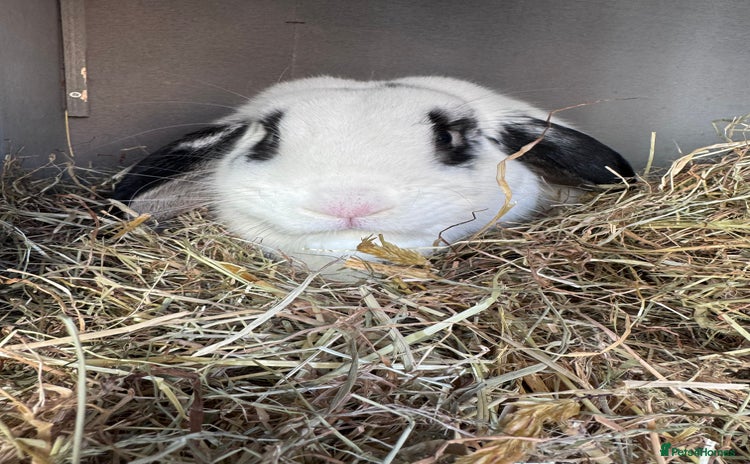 English Lop rabbits - Advert 5