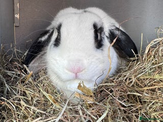 English Lop rabbits - Advert 4