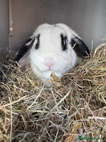 English Lop rabbits - Advert 1