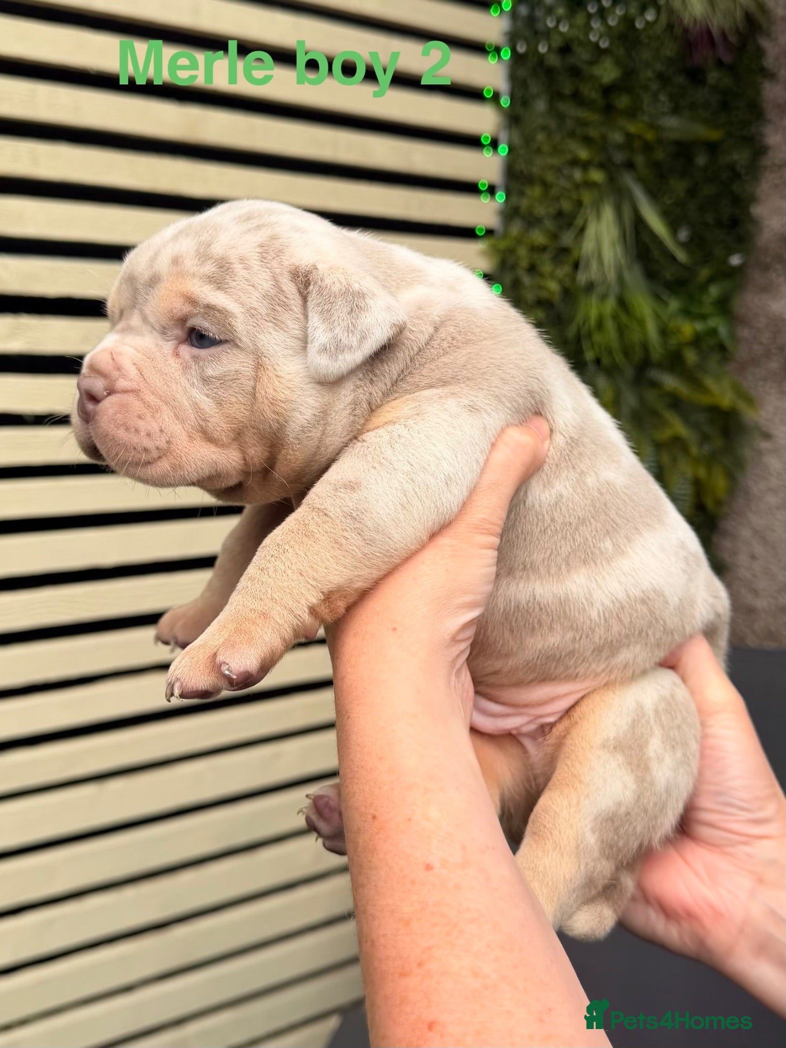 American Bully dogs Top quality pocket bully pups for sale.  - Advert 14