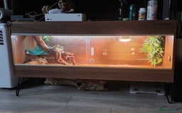Bearded Dragon reptiles for sale: Juvenile bearded dragon - Image 5