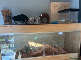 Dragon reptiles Bearded dragon - Advert 1