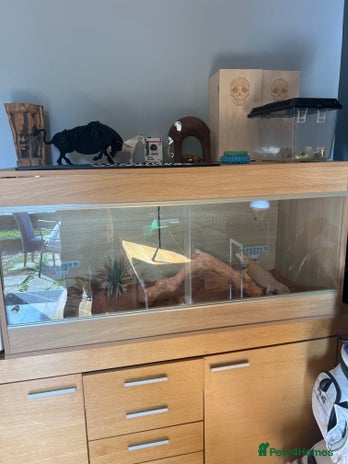 Dragon reptiles Bearded dragon - Advert 1