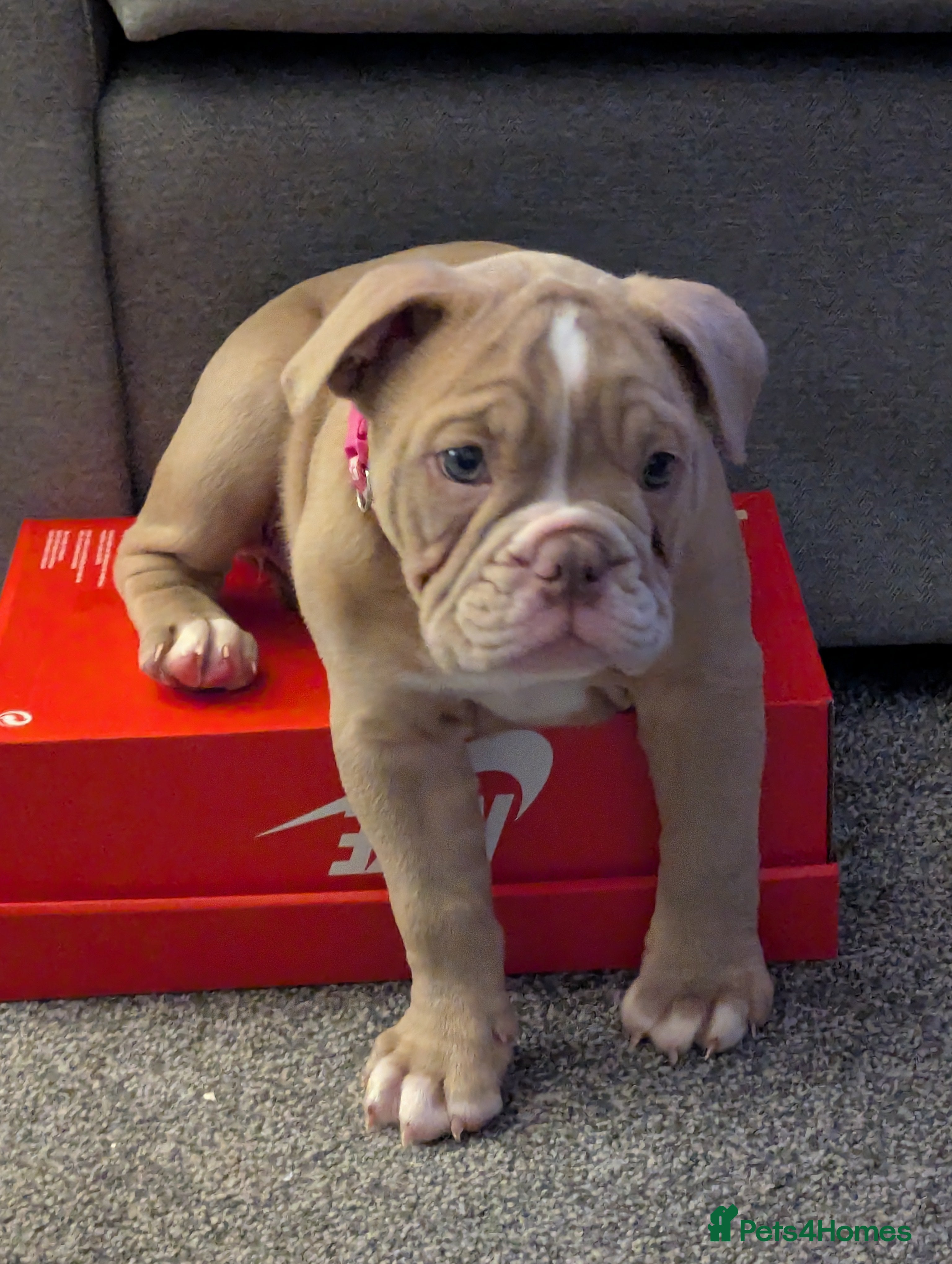 Mixed Breed dogs BEAUTIFUL GIRL LILAC OLD TYME BULLDOG  - Advert 2