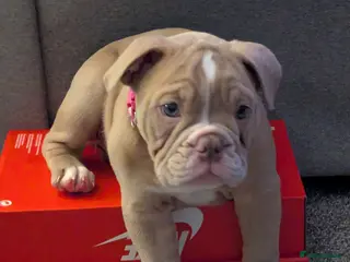 Mixed Breed dogs BEAUTIFUL GIRL LILAC OLD TYME BULLDOG - Advert 2