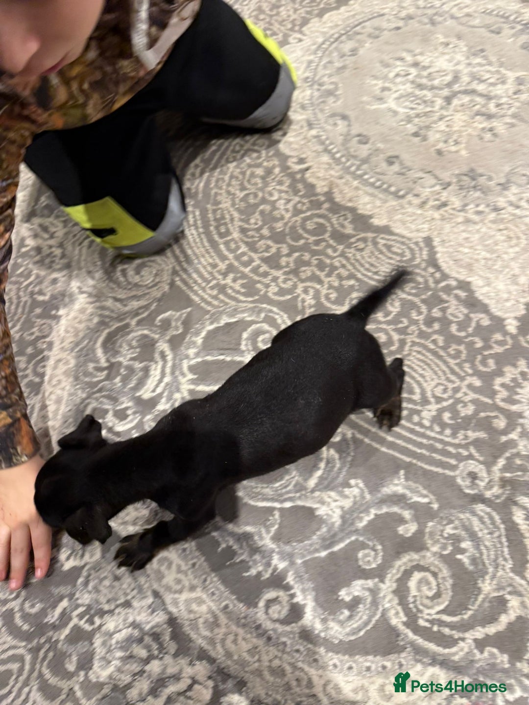 Jack Russell dogs for sale: 1 beautiful puppy left  - Advert 2