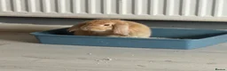 Mixed Breed rabbits for sale: Baby bunnies  in Wellingborough - Advert 8