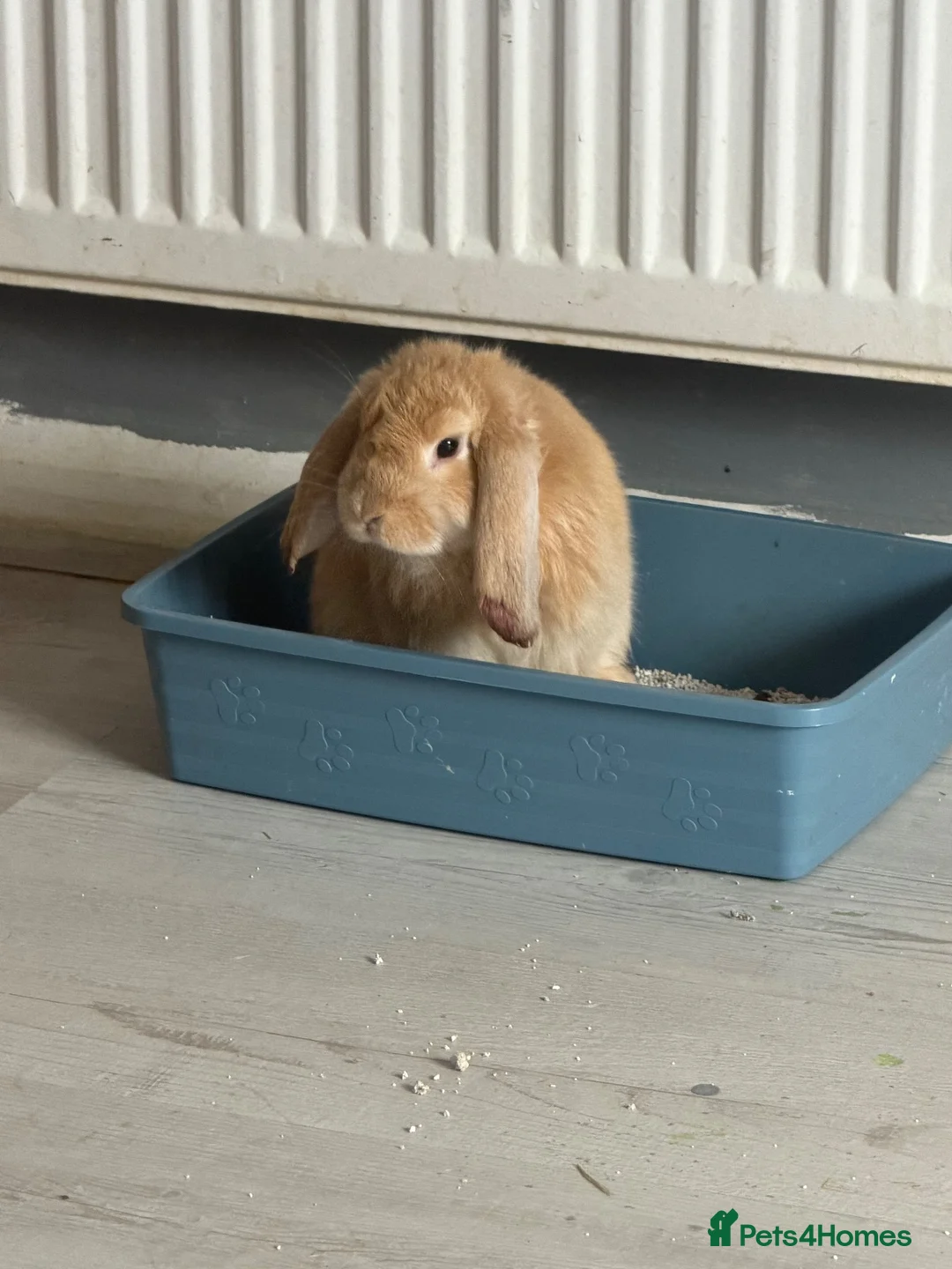 Mixed Breed rabbits for sale: Baby bunnies  in Wellingborough - Advert 8