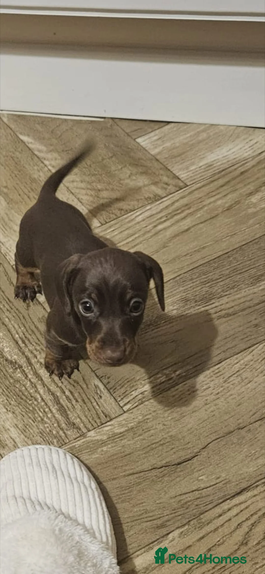 Miniature Dachshund dogs for sale: Miniature dachshund  - Advert 6