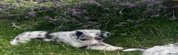 Border Collie dogs for sale: Beautiful Blue Merle Collie Puppies  - Advert 5