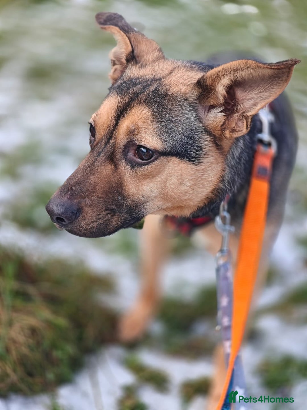 Mixed Breed dogs for adoption: 💙MOZART-low medium 1 yo boy looking for safety💙 - Advert 11