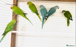 Ringnecks birds for sale: Beautiful coloured ringneck parrots for sale. - Image 8