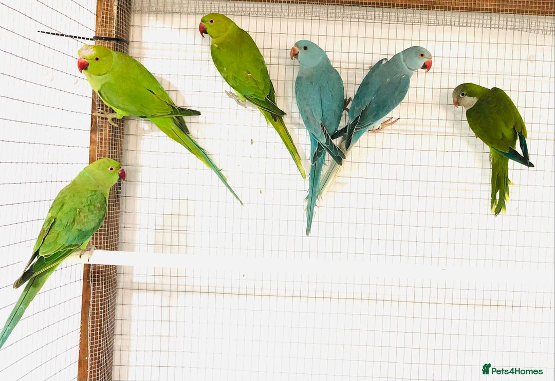 Ringnecks birds for sale: Beautiful coloured ringneck parrots for sale. - Image 8