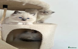 Ragdoll cats for sale: Meet Special Joy - Image 15