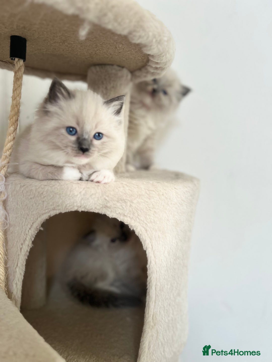 Ragdoll cats for sale: Meet Special Joy - Image 15