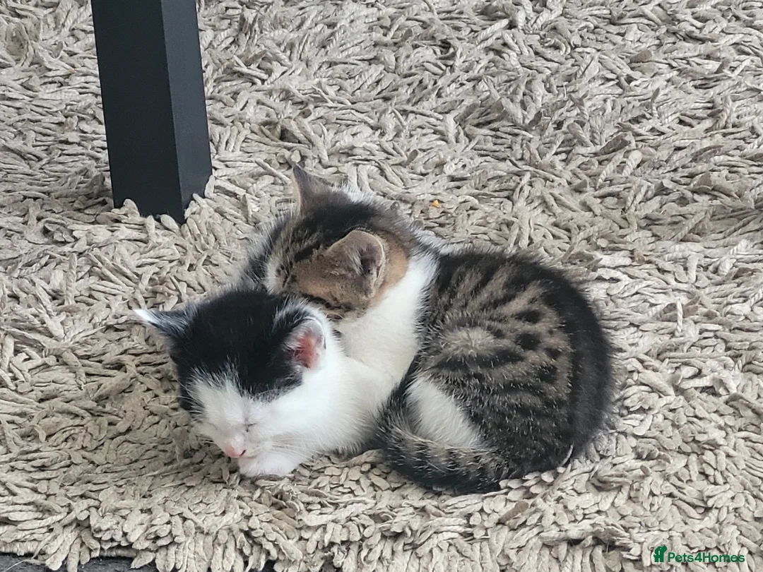 Mixed Breed cats for sale: Three kittens for adoption  - Advert 2