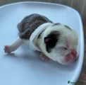 English Bulldog Puppy 3
