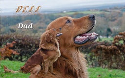Golden Retriever dogs for sale: GOLDEN RETRIEVER  - Image 9