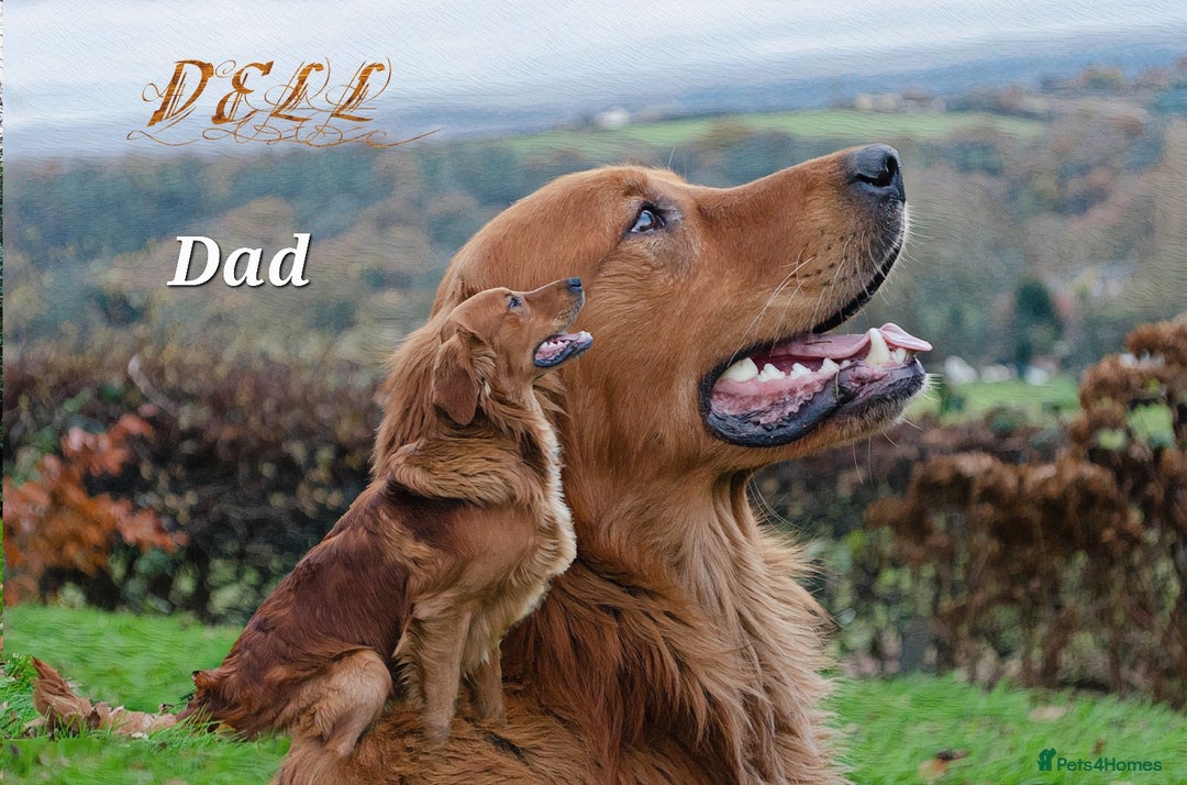Golden Retriever dogs for sale: GOLDEN RETRIEVER  - Image 9