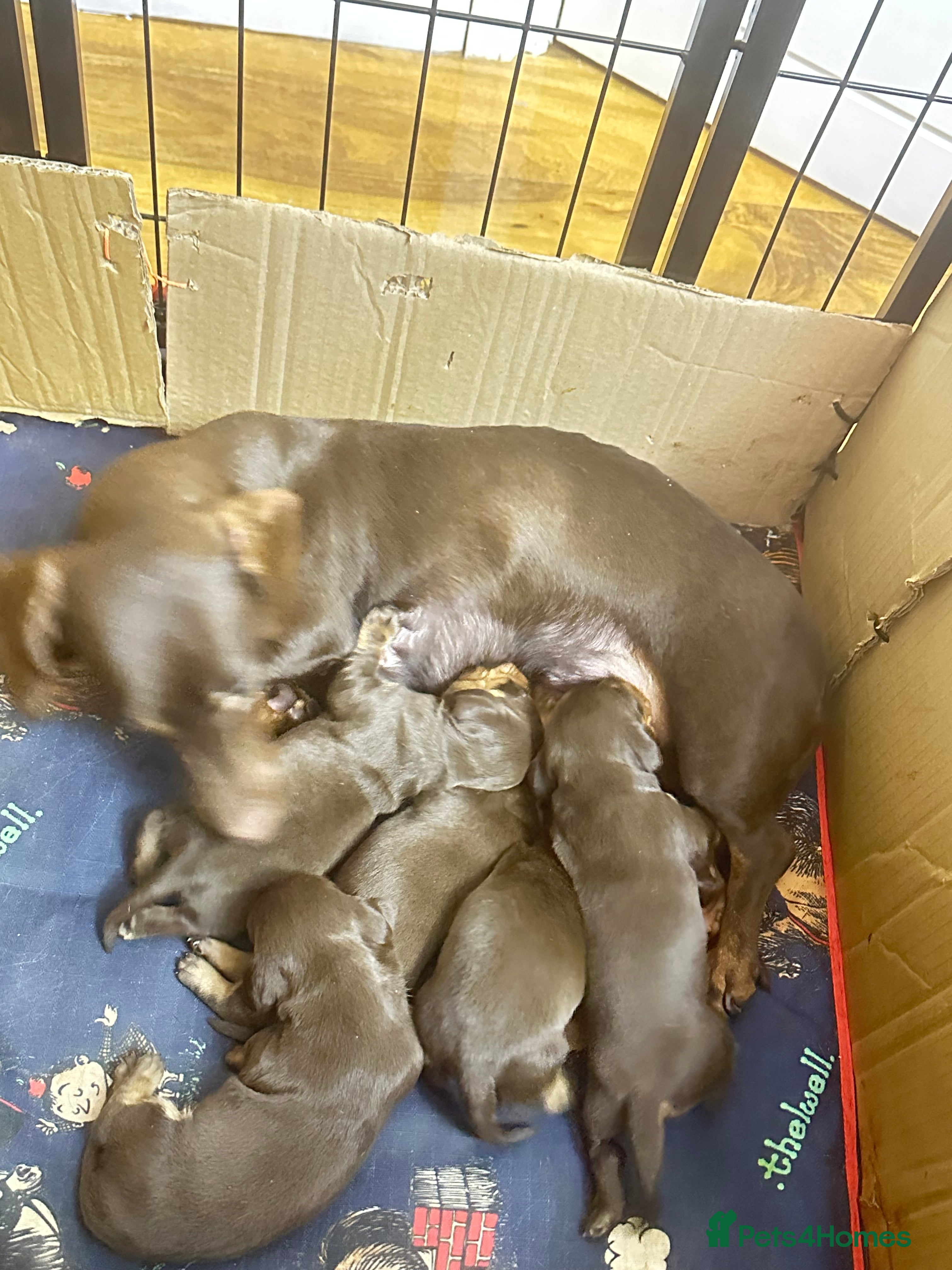 Dachshund dogs Genuine tiny Kaninchen Dachshund Puppies  - Advert 1