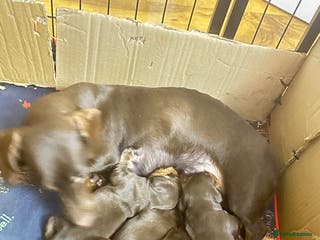 Dachshund dogs Genuine tiny Kaninchen Dachshund Puppies - Advert 17