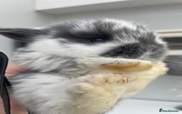 Mini Lop rabbits for sale: Beautiful Mini lop Bunnies - Image 1