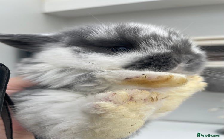 Mini Lop rabbits - Advert 2