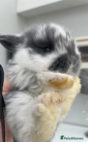 Mini Lop rabbits - Advert 2