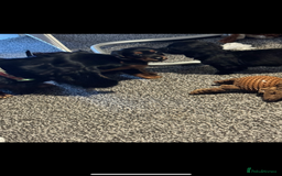 Doxiepoo dogs for sale: Doxiepoo - Image 4
