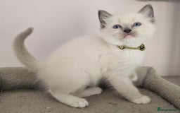 Ragdoll cats for sale: STUNNING GCCF CHAMPION SIRED KITTENS  - Image 12