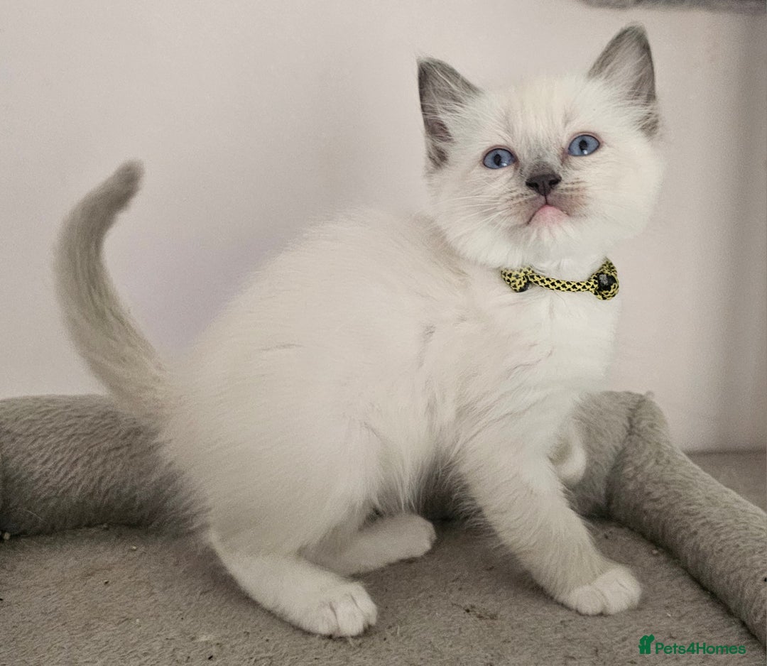 Ragdoll cats for sale: STUNNING GCCF CHAMPION SIRED KITTENS  - Image 12