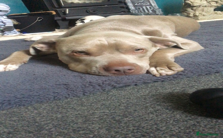 Staffordshire Bull Terrier dogs - Advert 1