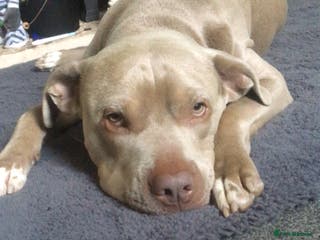 Staffordshire Bull Terrier dogs This is Leo - Advert 12