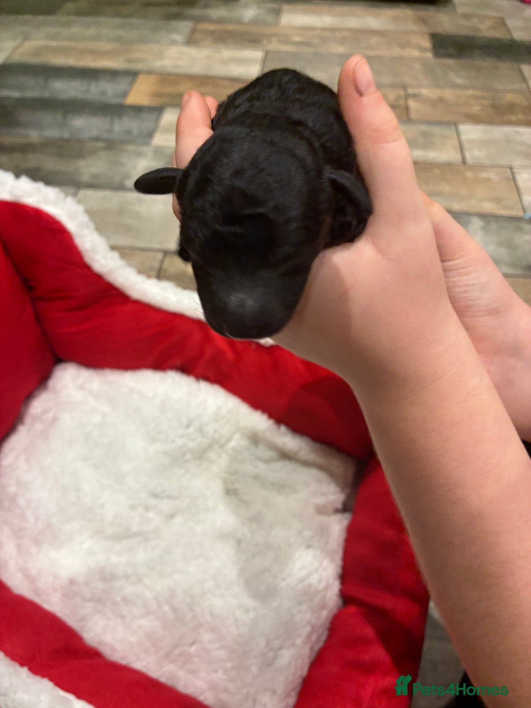 Miniature Poodle dogs for sale: beautiful miniature poodles  - Advert 3