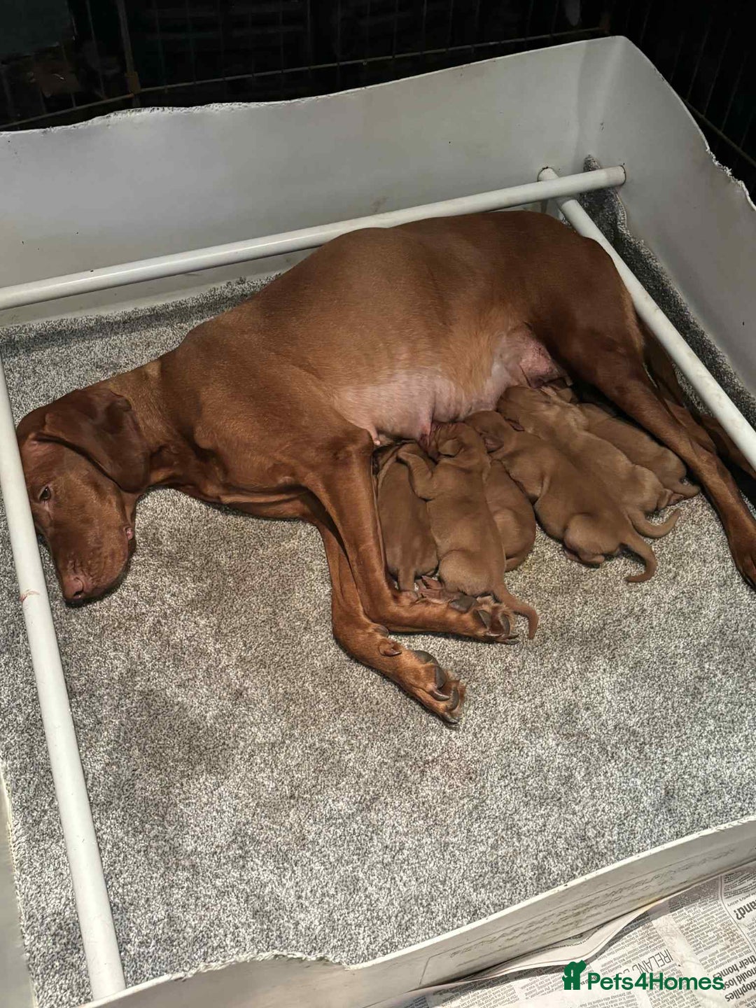 Hungarian Vizsla dogs for sale: Stunning boy available - Advert 2