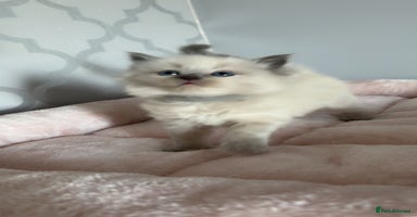 Ragdoll cats - Advert 9