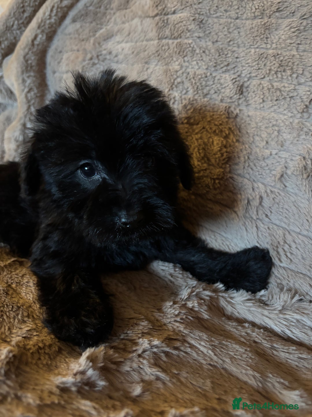 Mixed Breed dogs for sale: Truly special Schnoodle pups *unique colouring* - Advert 29